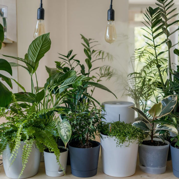 9-Most Trending Houseplants of 2021