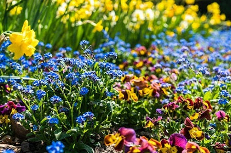 A Garden Full Of Colors For 2023