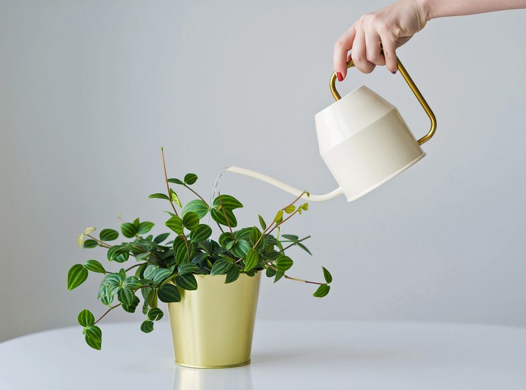 Beginner’s Guide to Watering Indoor Plants