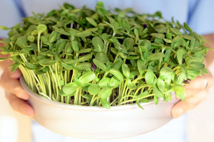 Beginners Guide to Grow Microgreens