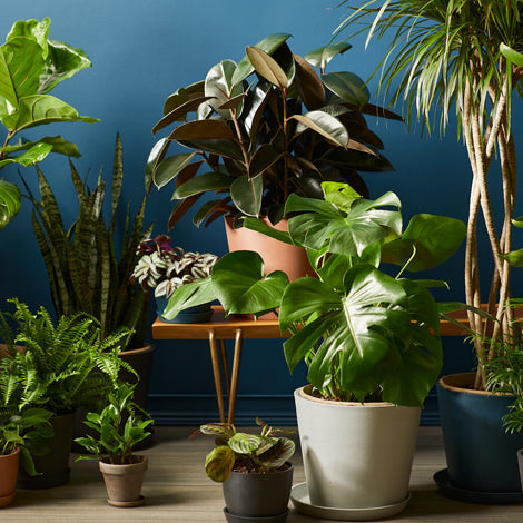Best Air Purifying Plants for Your Home in 2021
