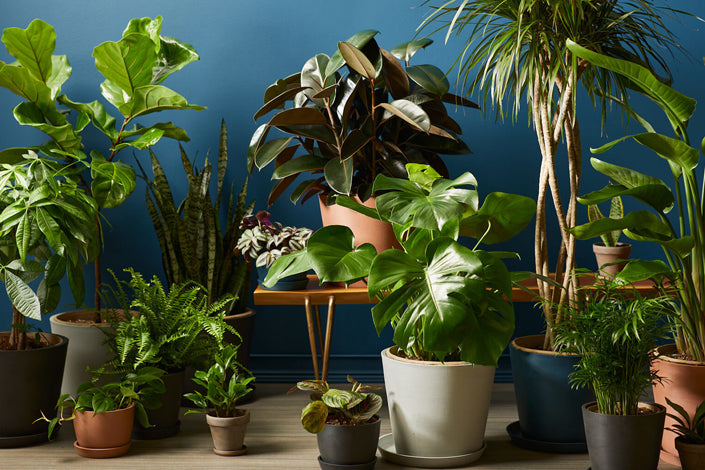 Best Air Purifying Plants for Your Home in 2021