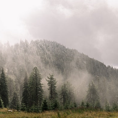 Evergreen Shrubs For All-Season Appeal