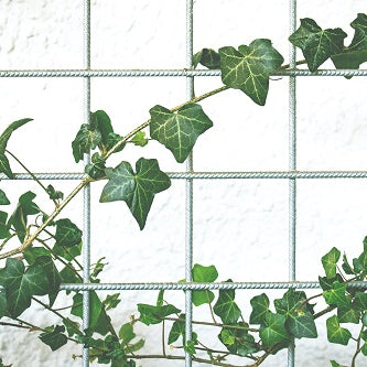 Easy Vine Plants to Take Care of