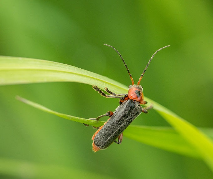 Easy and Safe Kitchen Remedies to Get a Handle on Garden Pests