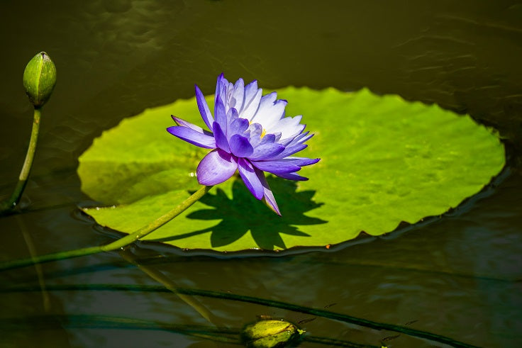 Floating Plants for Your Freshwater Pond and Aquariums