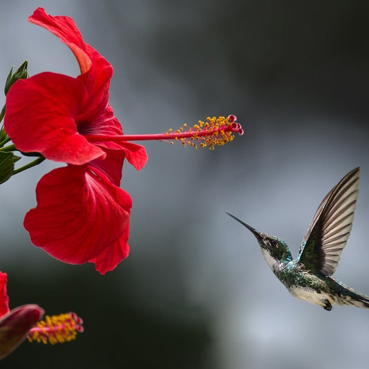 Flowers That Attract Hummingbirds