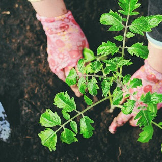 Gardening Trends To Dig Into In 2023