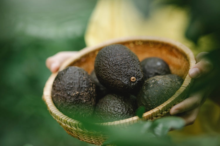 Grow an Avocado Tree in a Small Container at Home