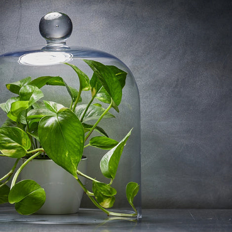 Grow these indoor plants to boost your immunity during COVID 19