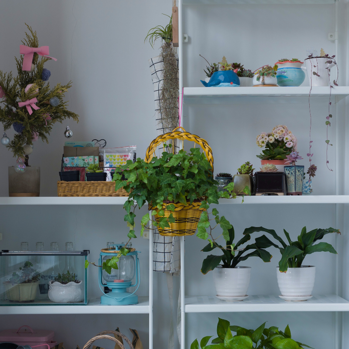 Indoor Hanging Plants for Low Light Spaces