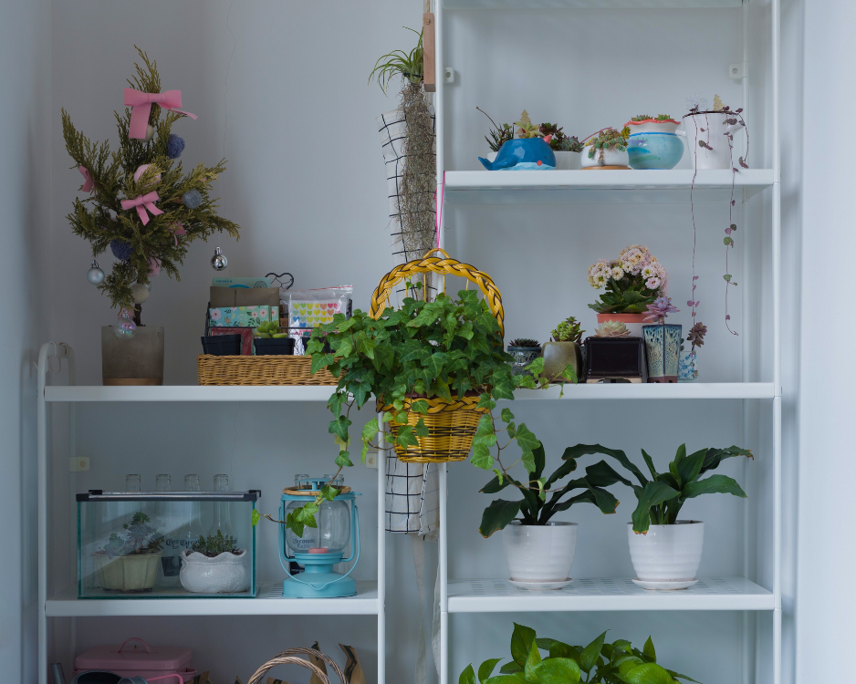 Indoor Hanging Plants for Low Light Spaces