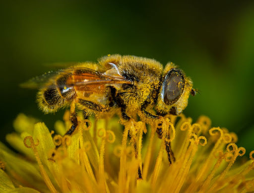 How Climate Change Is Affecting Pollinators And What We Can Do To Help