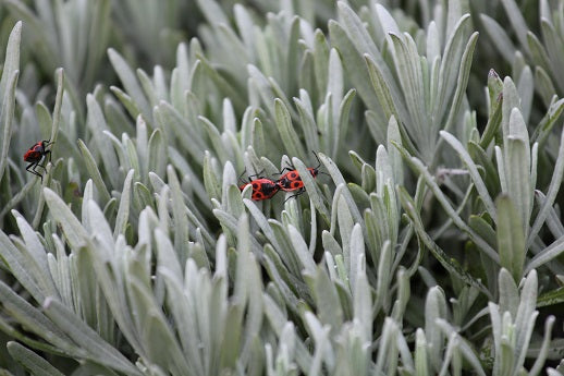 How to Bring Plants Inside for Winter Without Bugs