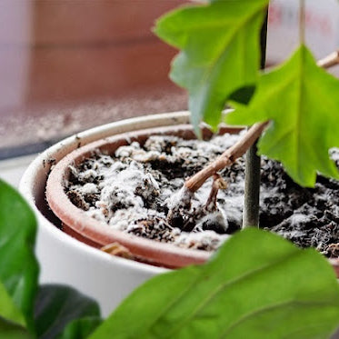 How to Get Rid of Mold on Indoor Plant Soil