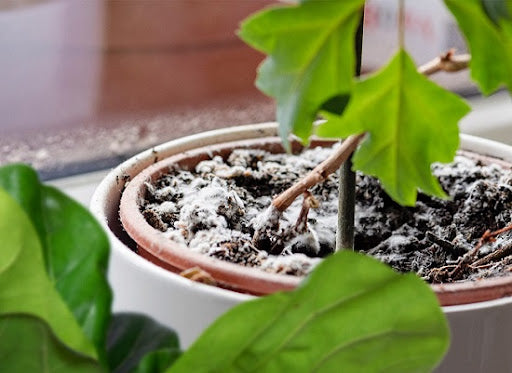 How to Get Rid of Mold on Indoor Plant Soil
