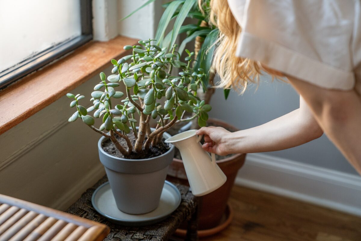 How to Keep Your Indoor Plants Watered While on Vacation