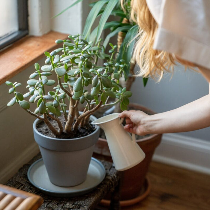 How to Keep Your Indoor Plants Watered While on Vacation