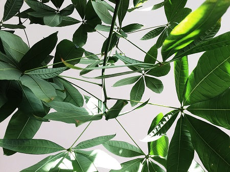 How to Propagate an Umbrella Plant