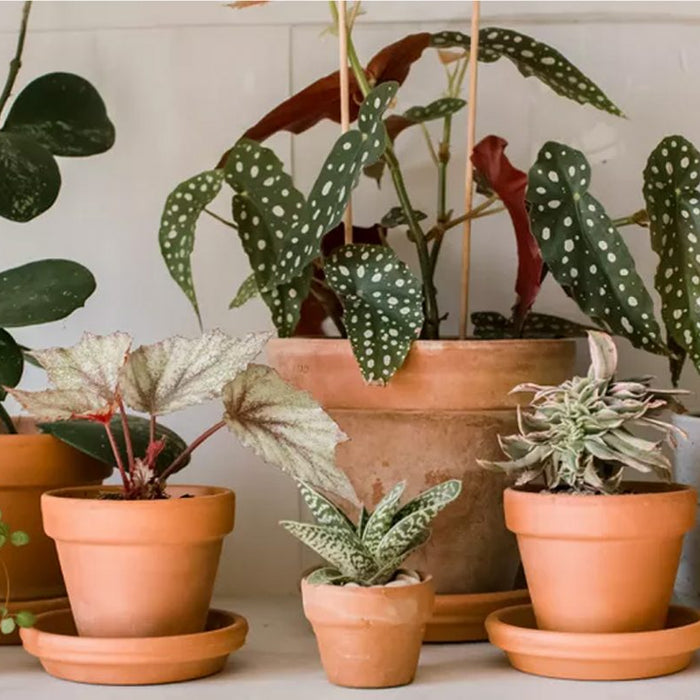Indoor Gardening Tips for Thriving Houseplants