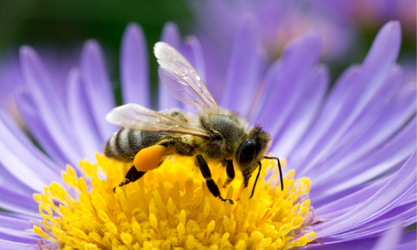 Learn How to Pollinate Your Plants Like a Bee