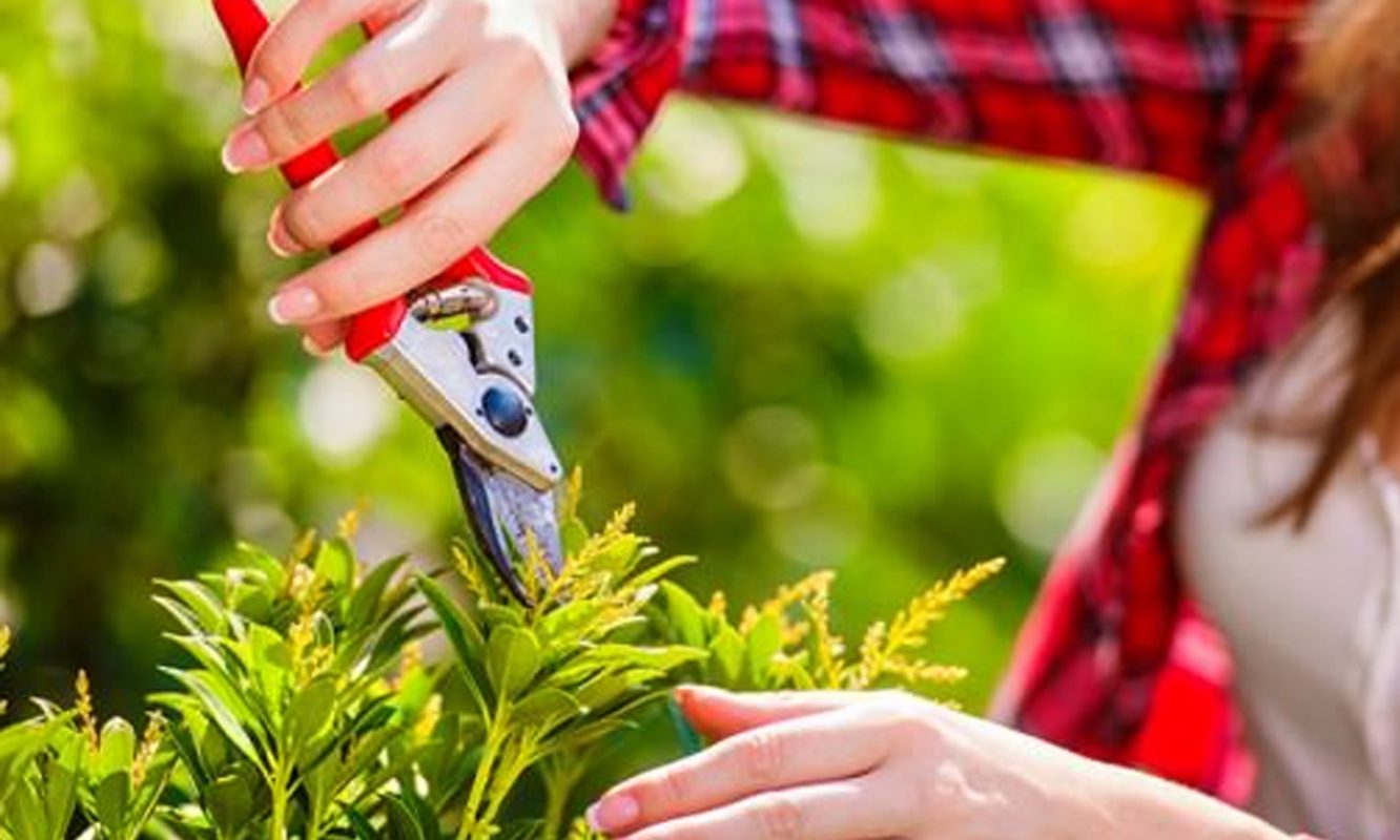 Master the Art of Pruning- Guide for Beginners