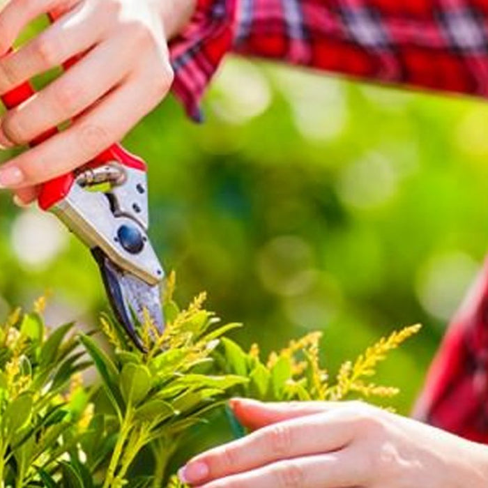 Master the Art of Pruning- Guide for Beginners