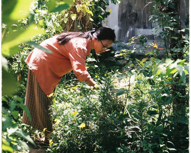 No Prune Shrubs — Altifarm Enverde