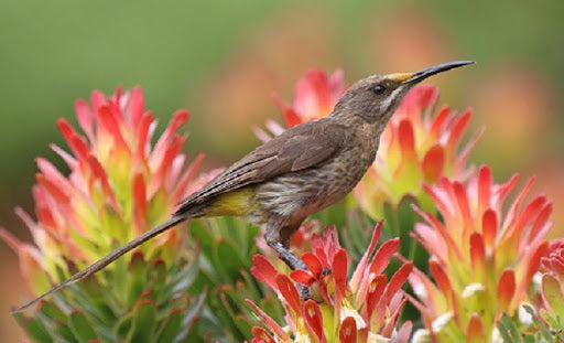 Plants That Attract Birds