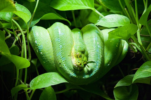 Plants That Repel Snake