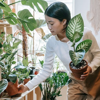 Playing With Houseplants for Indoor Garden Therapy
