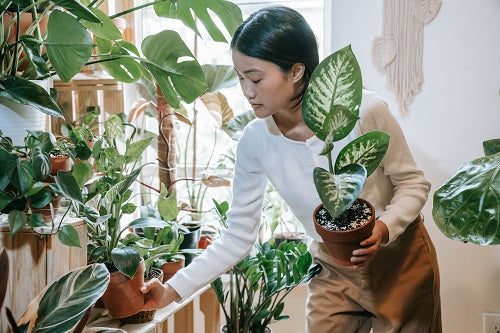 Playing With Houseplants for Indoor Garden Therapy