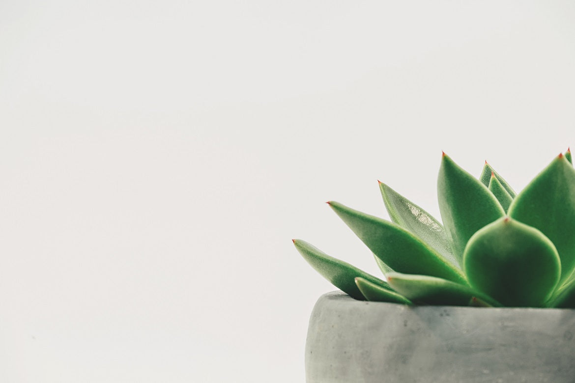 Reasons to Have a Jade Plant at Home