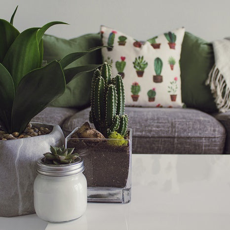 The Best Houseplants for Low Light