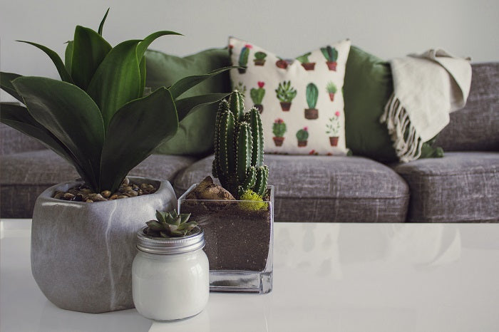 The Best Houseplants for Low Light