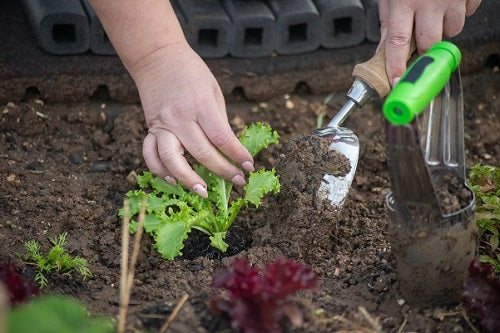 Tips for Urban Farming