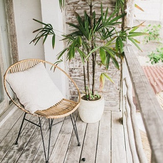 Top 5 Balcony Plants