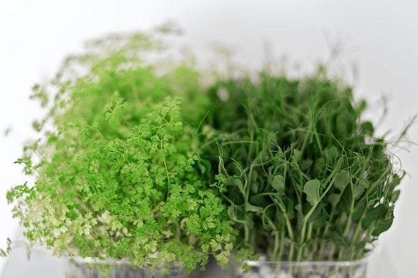 Top 5 Microgreens You Must Grow