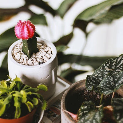Top 5 Super Cool Plants for Your Home Garden