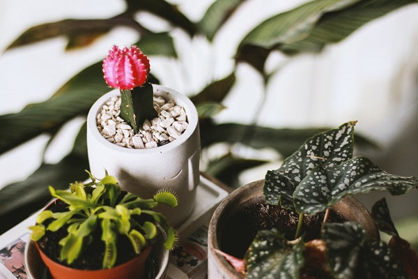 Top 5 Super Cool Plants for Your Home Garden