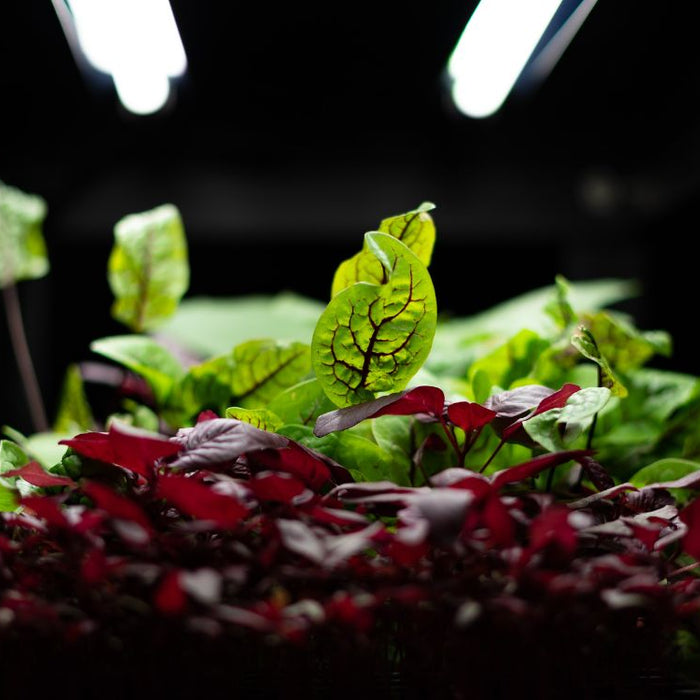 The Science of Light: How Spectral Composition Affects Plant Growth in Indoor Farms