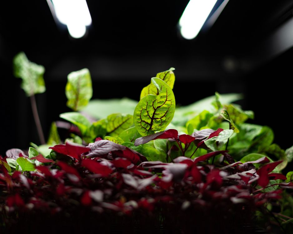 The Science of Light: How Spectral Composition Affects Plant Growth in Indoor Farms