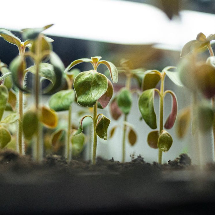 Bust the Myths: Indoor Farming Unveiled for the Plant-Curious