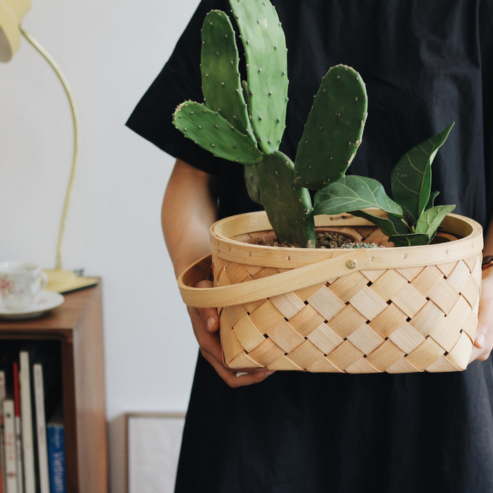 Sustainable Gifting: Sprouting Joy with Plants as Eco-Friendly Presents