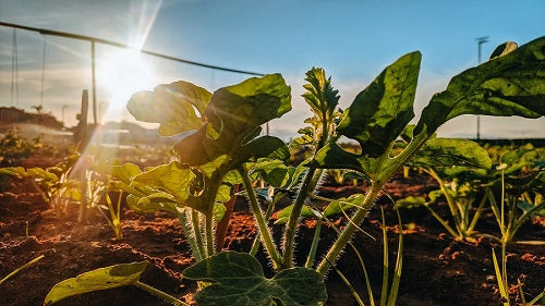 Veggies That Can Be Planted At The Summer Solstice