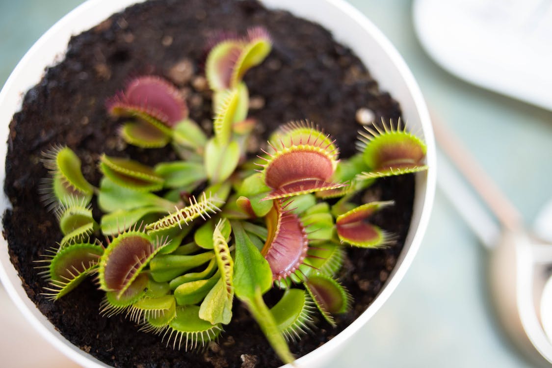 The Fascinating World Of Carnivorous Plants