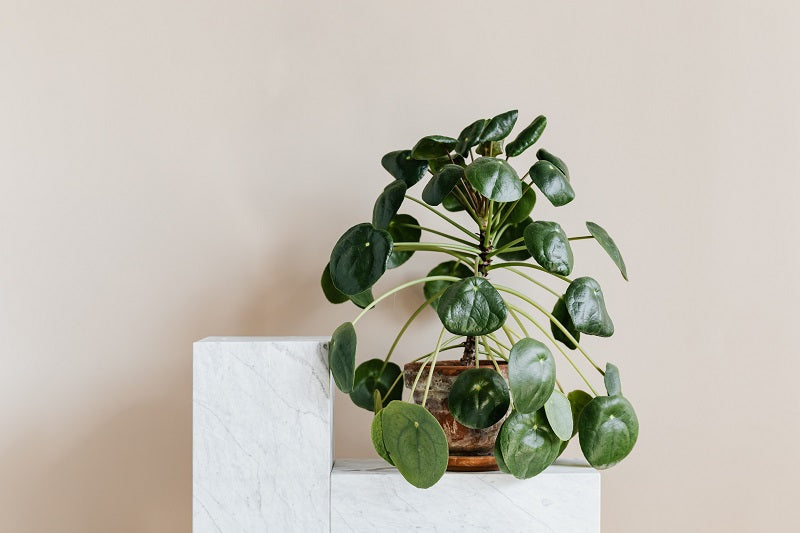 What You Should Know Before Buying a Pilea Peperomioides