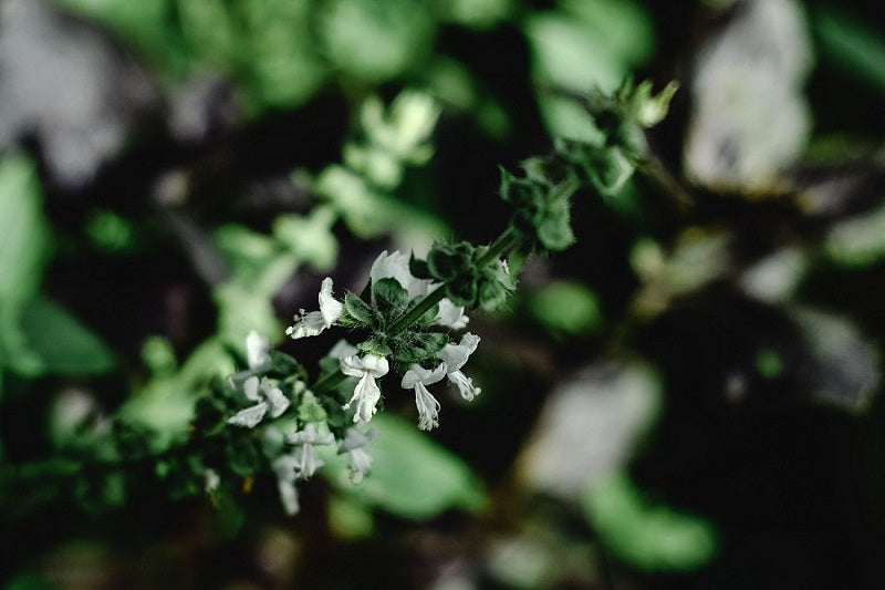 Uses Of Basil Flowers