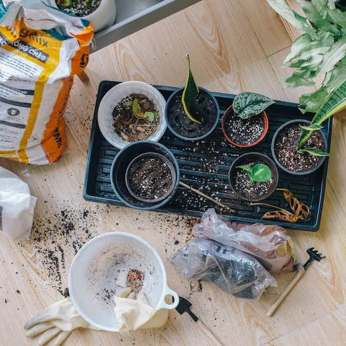 Indoor Gardening On A Budget: Low-Cost Tips And Tricks