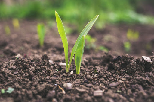 Unveiling the Potential of Normal Soil for Indoor Plant Growth ...